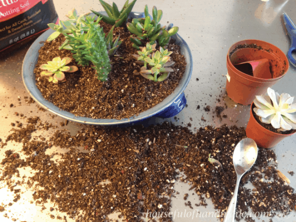 Create a beautiful indoor succulent rock garden for your table. Tutorial on Houseful of Handmade.