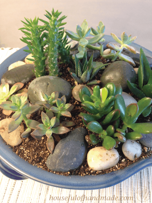 Easy Indoor Succulent Rock Garden, Indoor Rock Garden