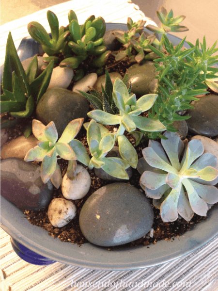 Indoor deals succulent planter