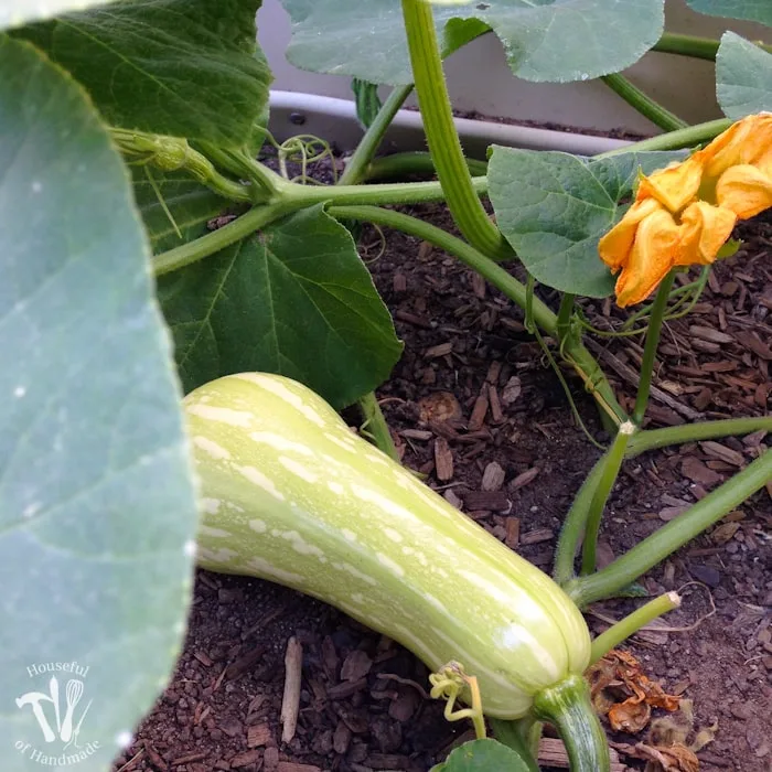 If you haven't tried planting a vegetable garden yet, you have to read this. Here are 10 reasons you need to plant a vegetable garden. | Housefulofhandmade.com