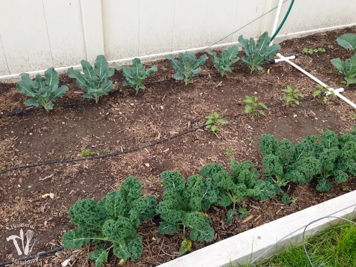 If you haven't tried planting a vegetable garden yet, you have to read this. Here are 10 reasons you need to plant a vegetable garden. | Housefulofhandmade.com