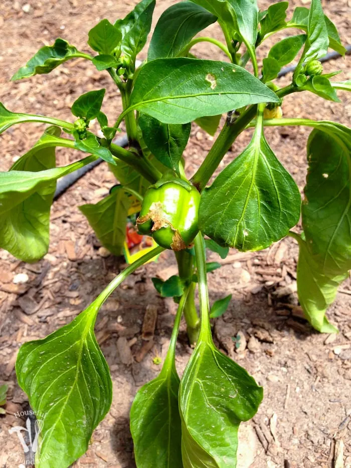 If you haven't tried planting a vegetable garden yet, you have to read this. Here are 10 reasons you need to plant a vegetable garden. | Housefulofhandmade.com