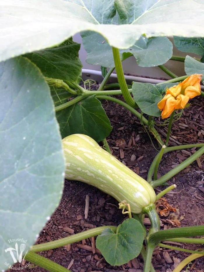 A new fun summer project! Working on growing my own fruits and