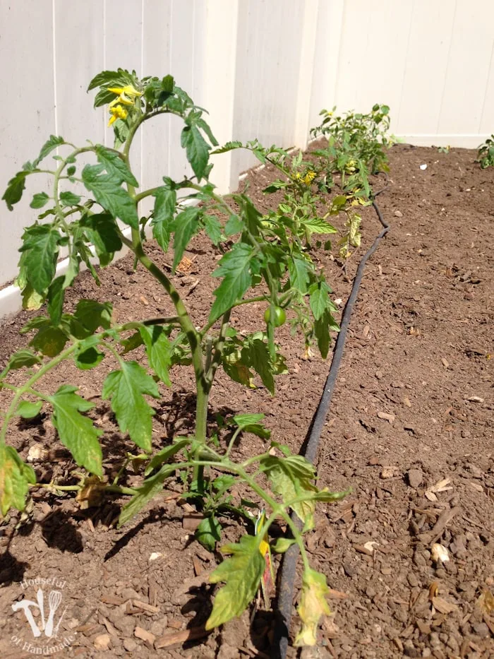 If you haven't tried planting a vegetable garden yet, you have to read this. Here are 10 reasons you need to plant a vegetable garden. | Housefulofhandmade.com