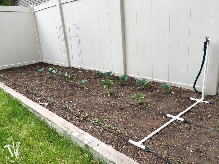 drip irrigation raised bed