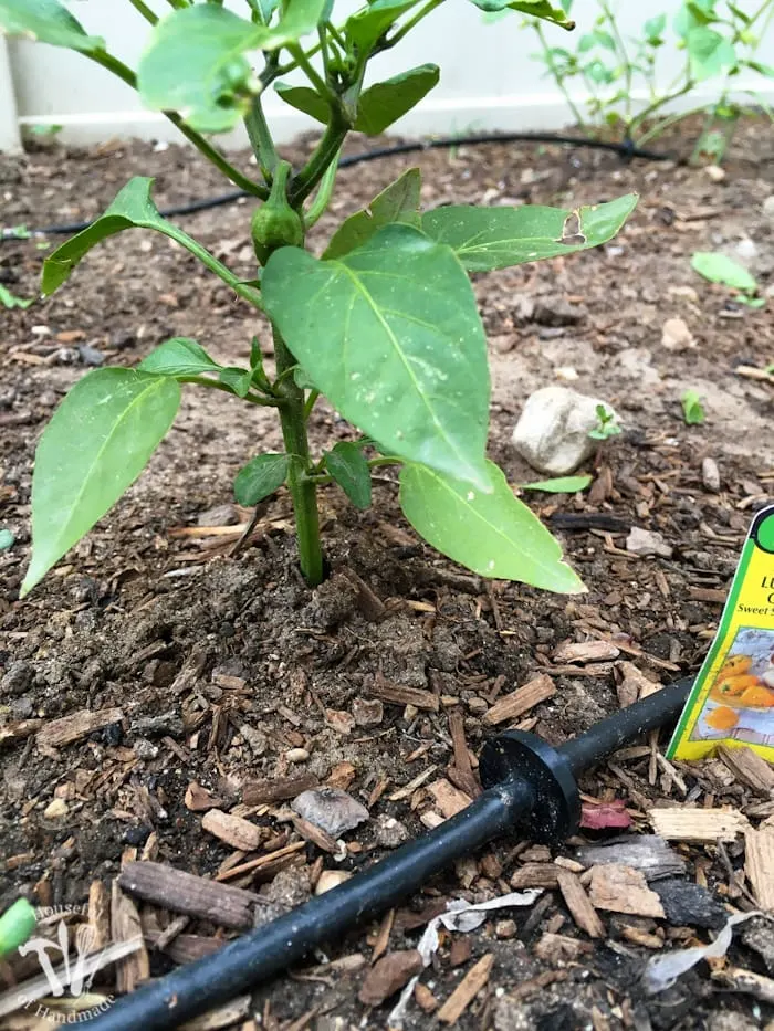 Ever wondered how to install a drip watering system for the garden? It is really easy to do and makes watering your garden so easy. Check out this great tutorial! | Housefulofhandmade.com