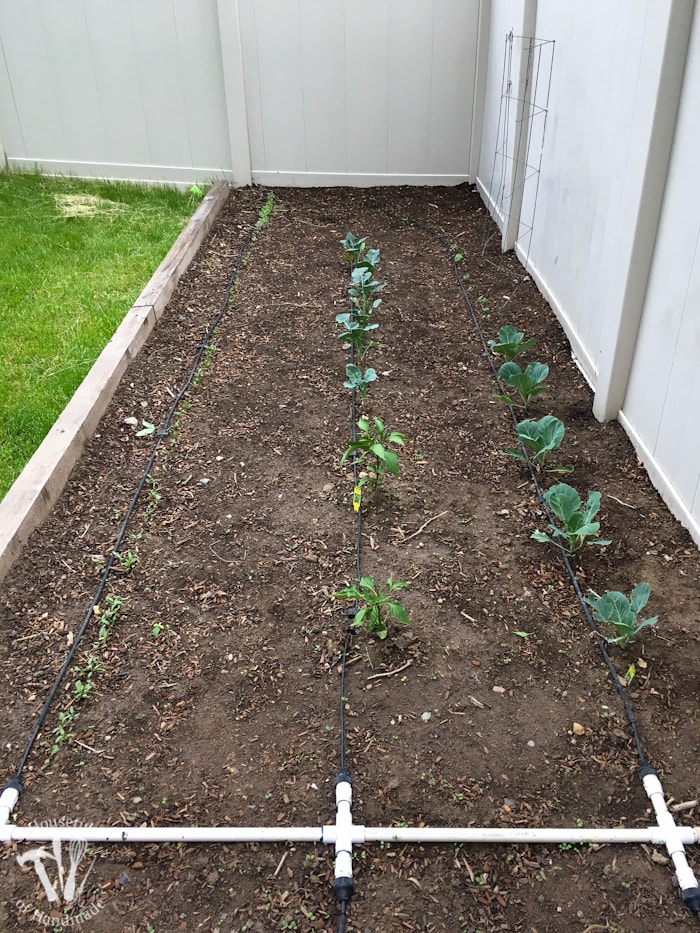 drip irrigation raised bed