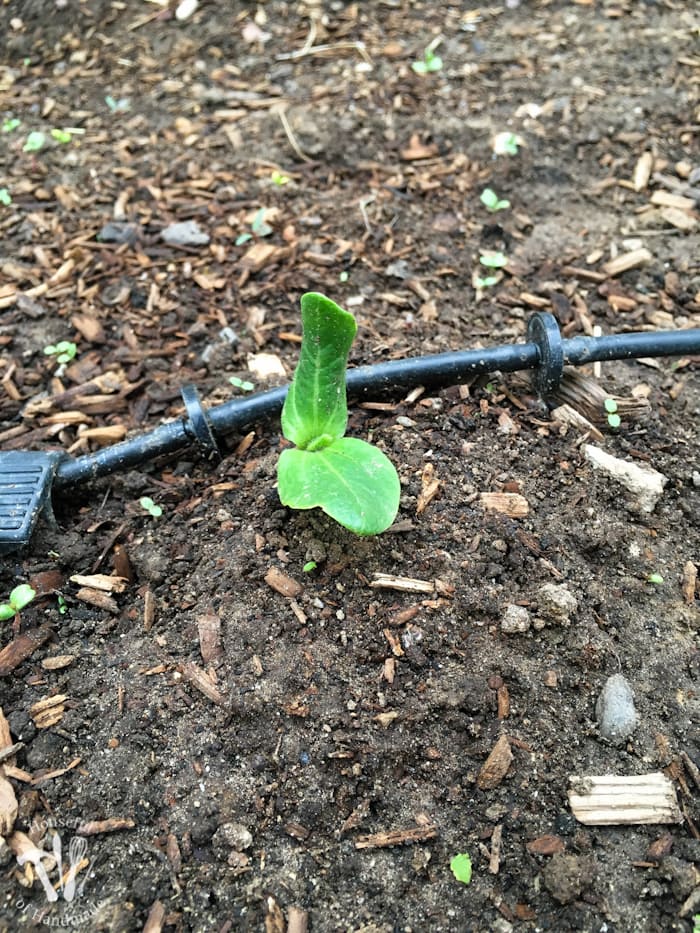 Ever wondered how to install a drip watering system for the garden? It is really easy to do and makes watering your garden so easy. Check out this great tutorial! | Housefulofhandmade.com