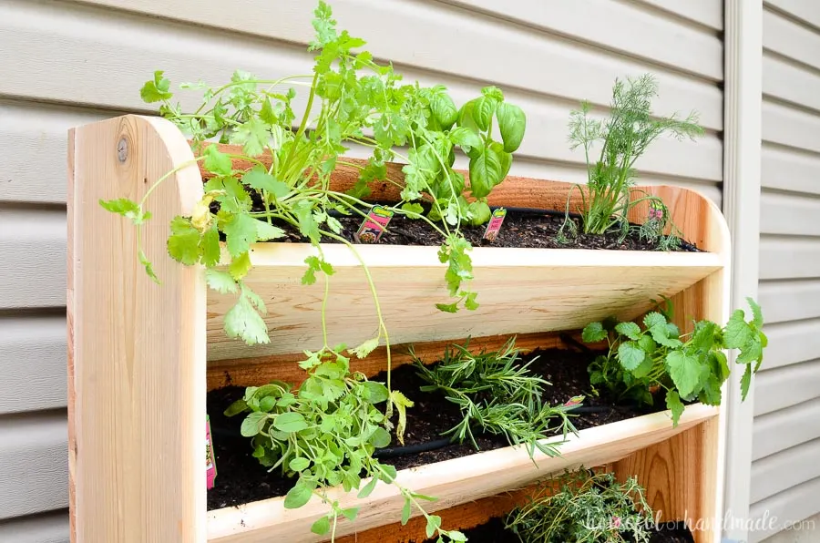 Cilantro, basil, dill, marjoram, rosemary, and lemon balm planted in the DIY vertical garden. The perfect cedar wall garden for herbs. Housefulofhandmade.com