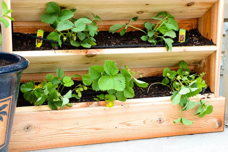 Strawberries planted in the DIY vertical garden are perfect for summer. There is so much room in this easy to build cedar garden. Housefulofhandmade.com