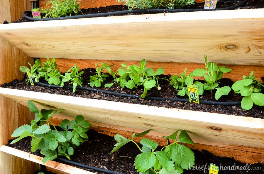 Snap peas and strawberries planted in the vertical cedar garden with soaker hose. Housefulofhandmade.com