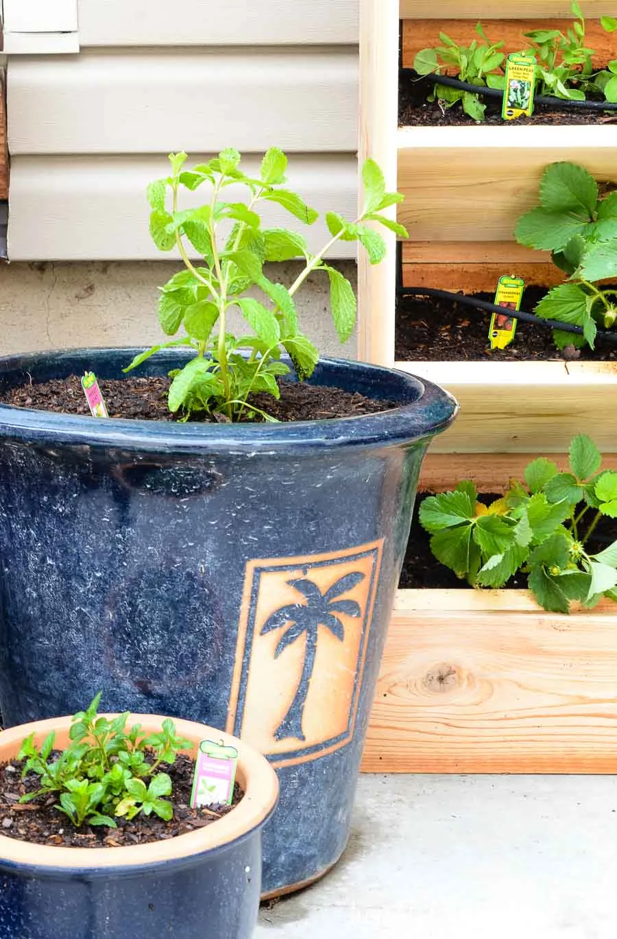 Plant mint in pots to keep them from taking over your garden space. Housefulofhandmade.com