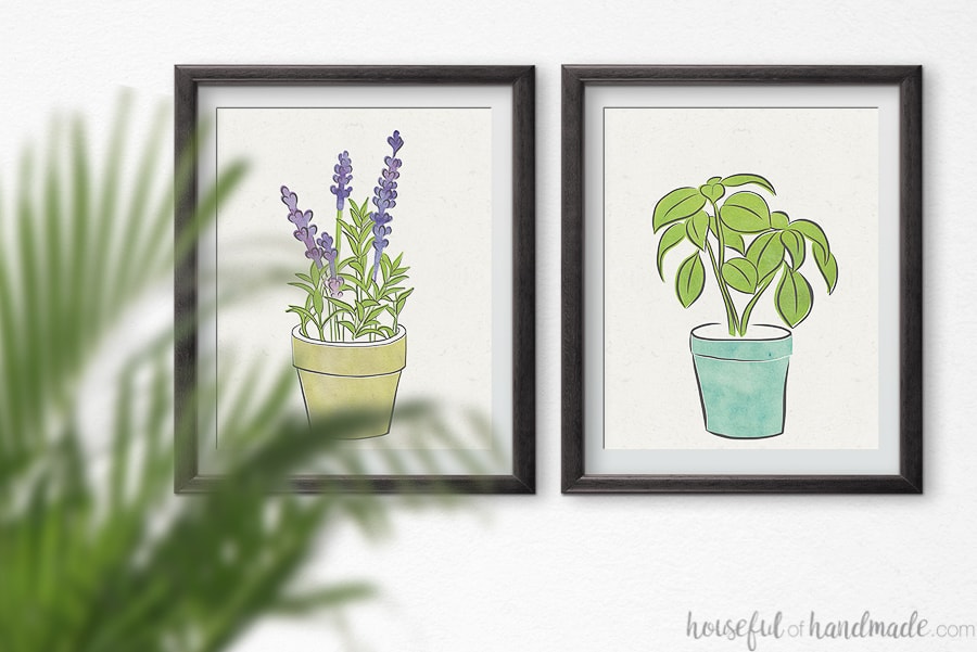 Two herb prints on a wall. 