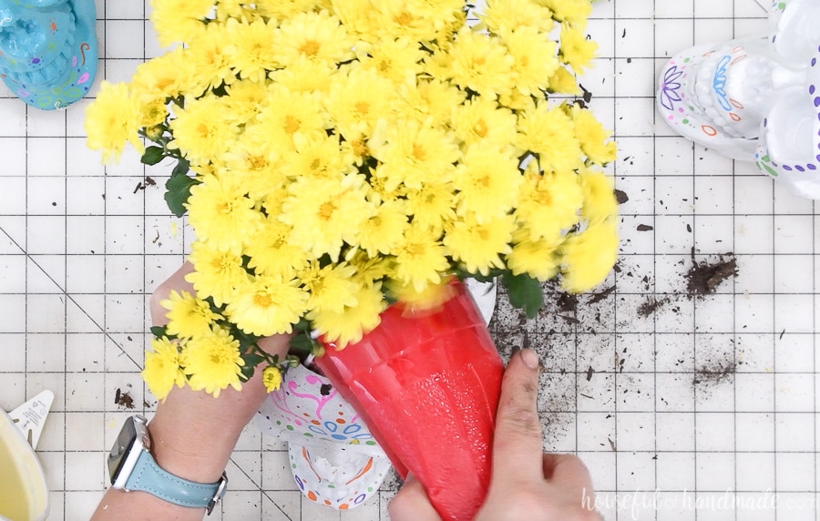 Yellow mums being planted in the hole on the top of the sugar skull planter.