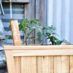 Tomato DIY inlay garden marker made from cedar boards and white acrylic.
