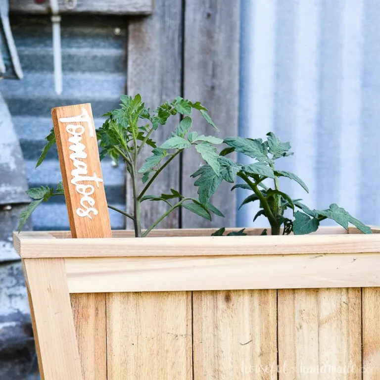 Tomato DIY inlay garden marker made from cedar boards and white acrylic.