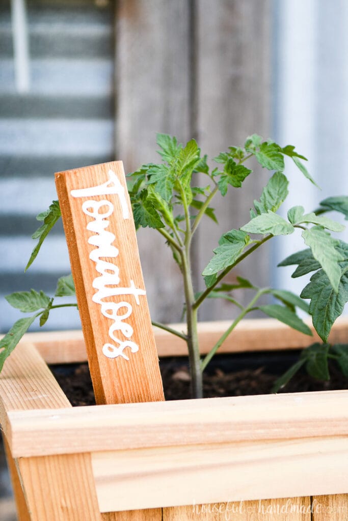 Close up view of the DIY cedar garden marker for tomatoes stuck in a planter next to a tomato plant.