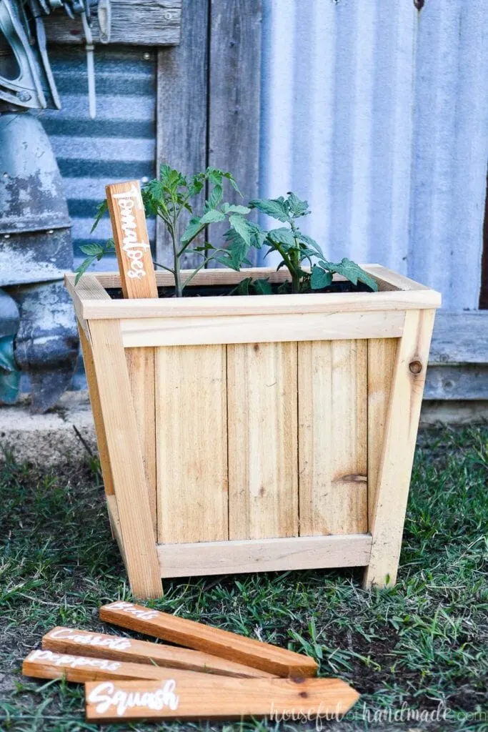 Cedar planter with tomato planted inside and a tomato garden marker inside it with 4 more garden markers on the ground in front.