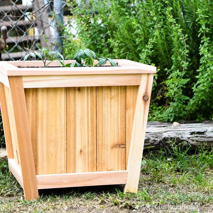 Simple to build wood planter growing tomato plants.