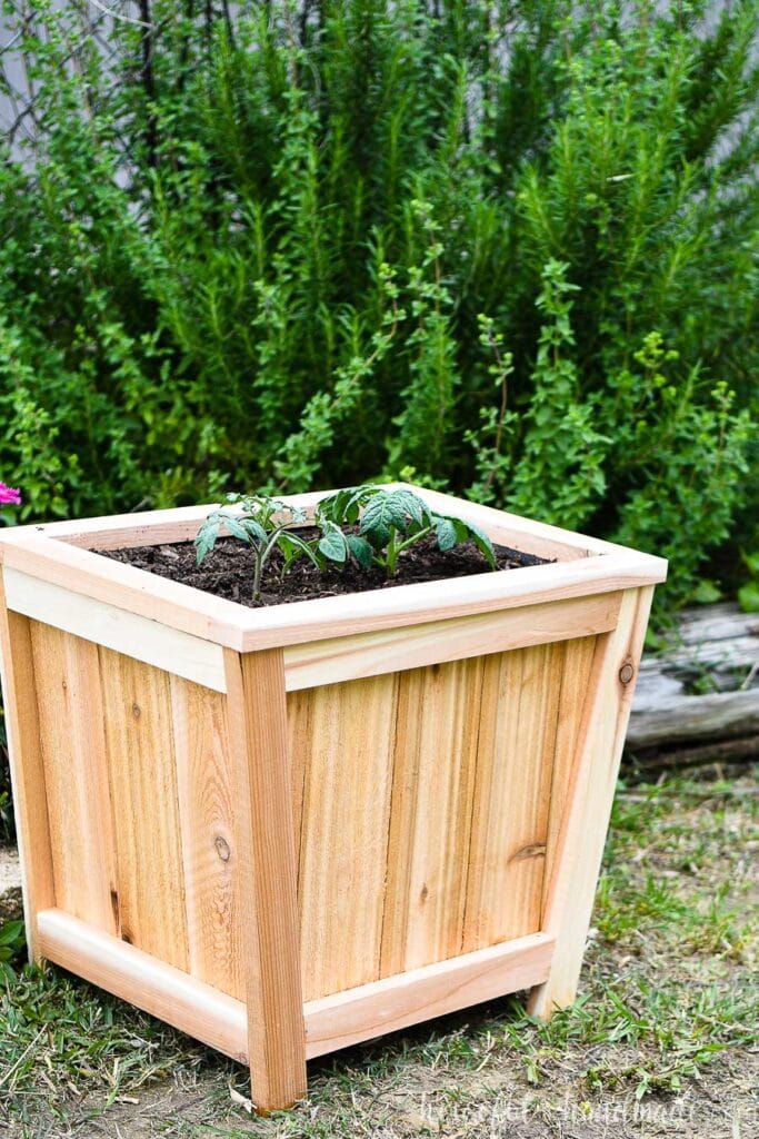 Rectangle planter made from cedar in front of a rosemary bush.
