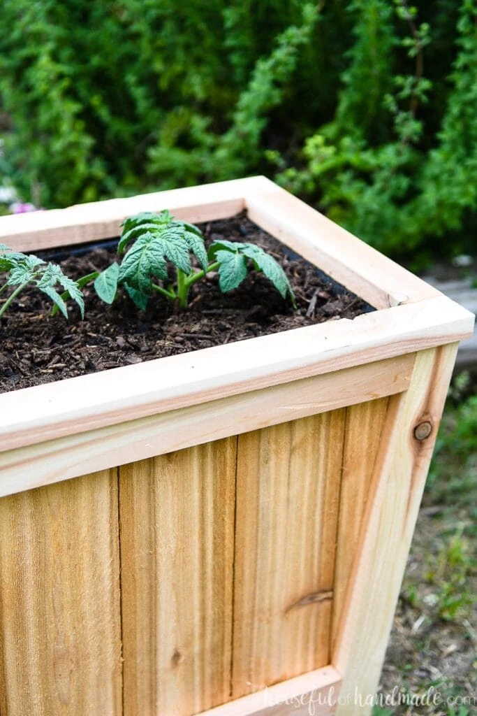 Top view of tapered cedar planter with two tomato starts planted in it.