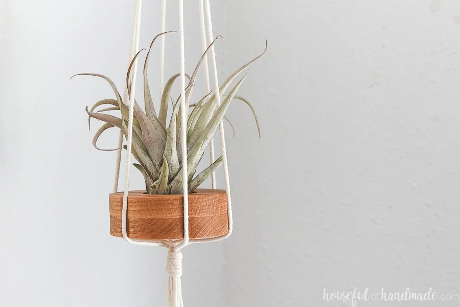 Close up of the flower shaped air plant holder with a capitata peach air plant in it.