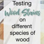 Strips of wood with different colors of stains in squares on them and text overlay: Testing Wood Stains on different species of wood.