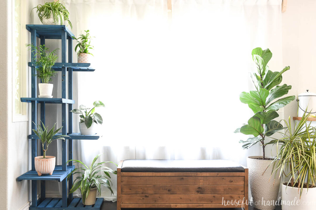 tall plant for corner of room
