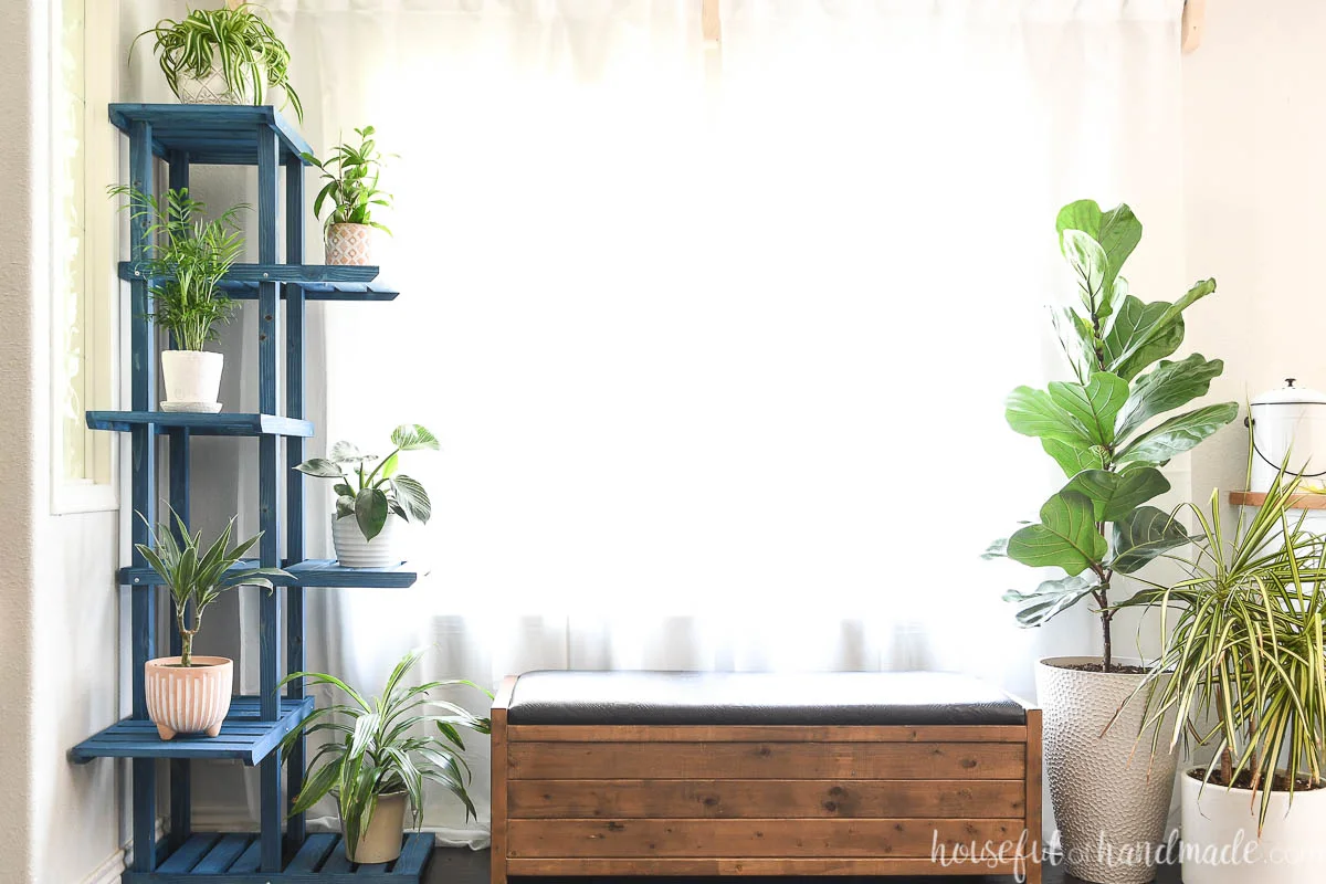 Window wall in a house with an upholstered bench in front of the window and tiered corner plant stand in the corner with fiddle leaf fig and dragon plant on the other other side. 