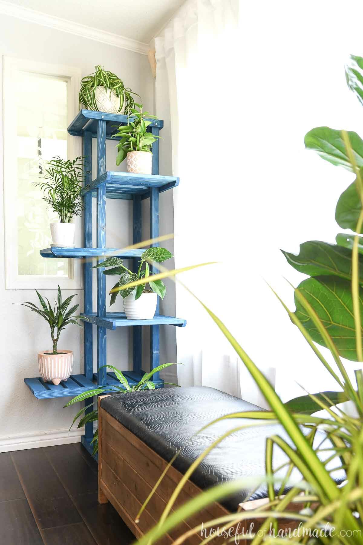 Blue stained wood tiered plant stand in the corner with bench and tall plants in the foreground.. 