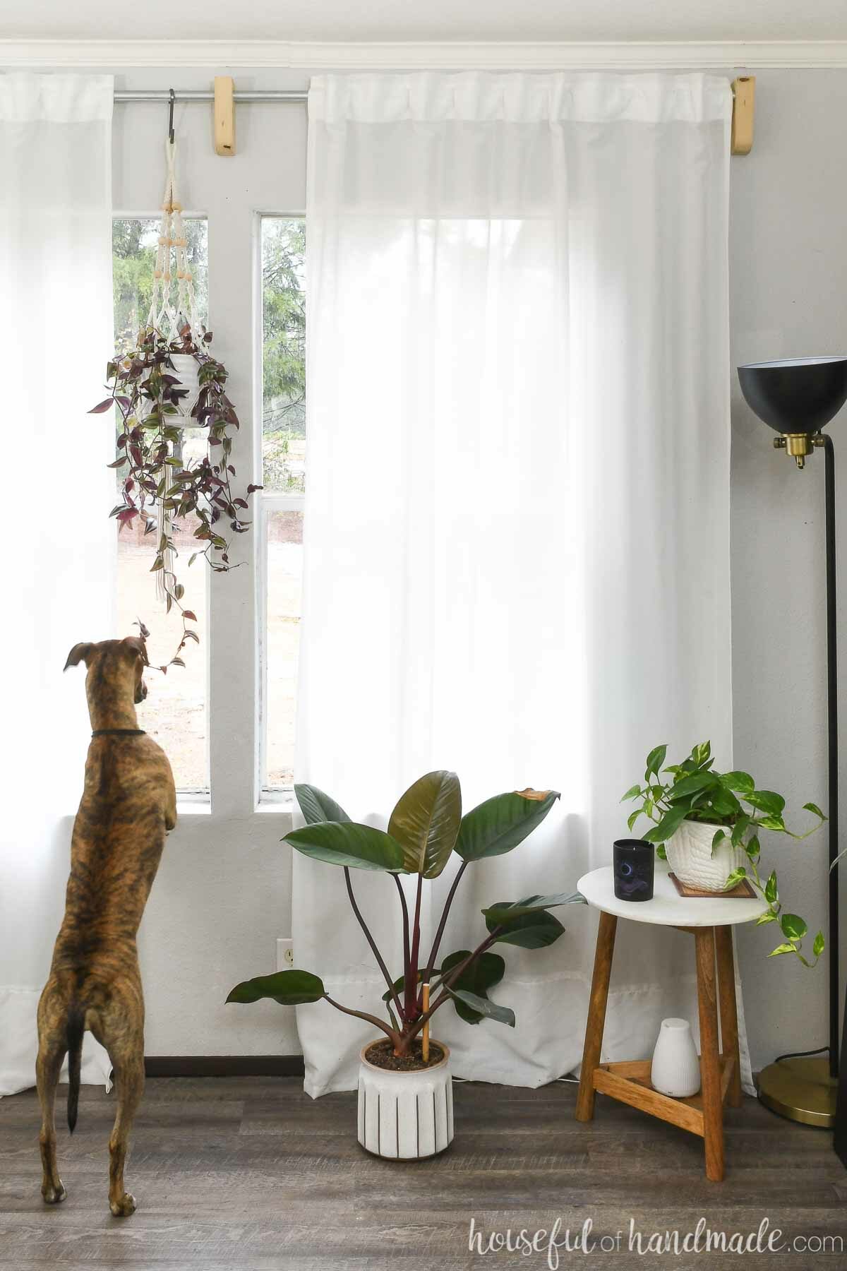 Window with DIY curtain rod brackets holding white curtains with puppy looking out the window and plants around it. 