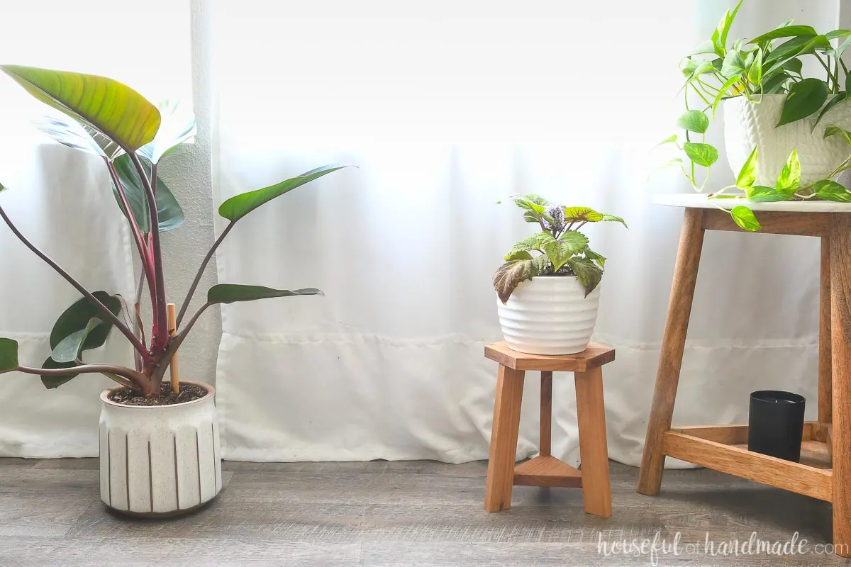 Three plants, one large on on the floor, one small one on a DIY plant stool, and a third one on a small end table, in front of white curtains. 