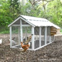 Small chicken coop in an area with mulch on the ground.