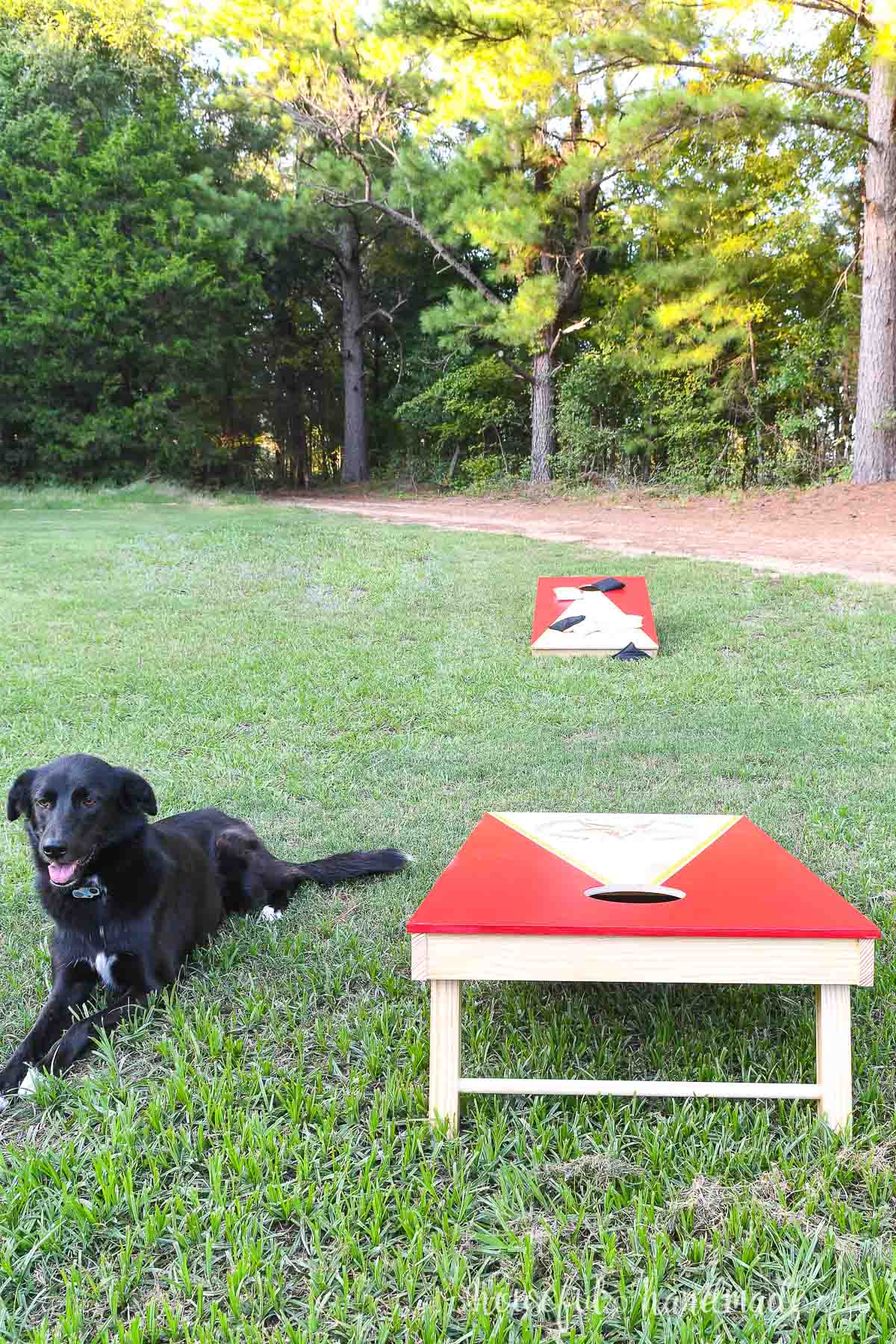 Two DIY cornhole boards on the lawn with a black border collie sitting next to them. 