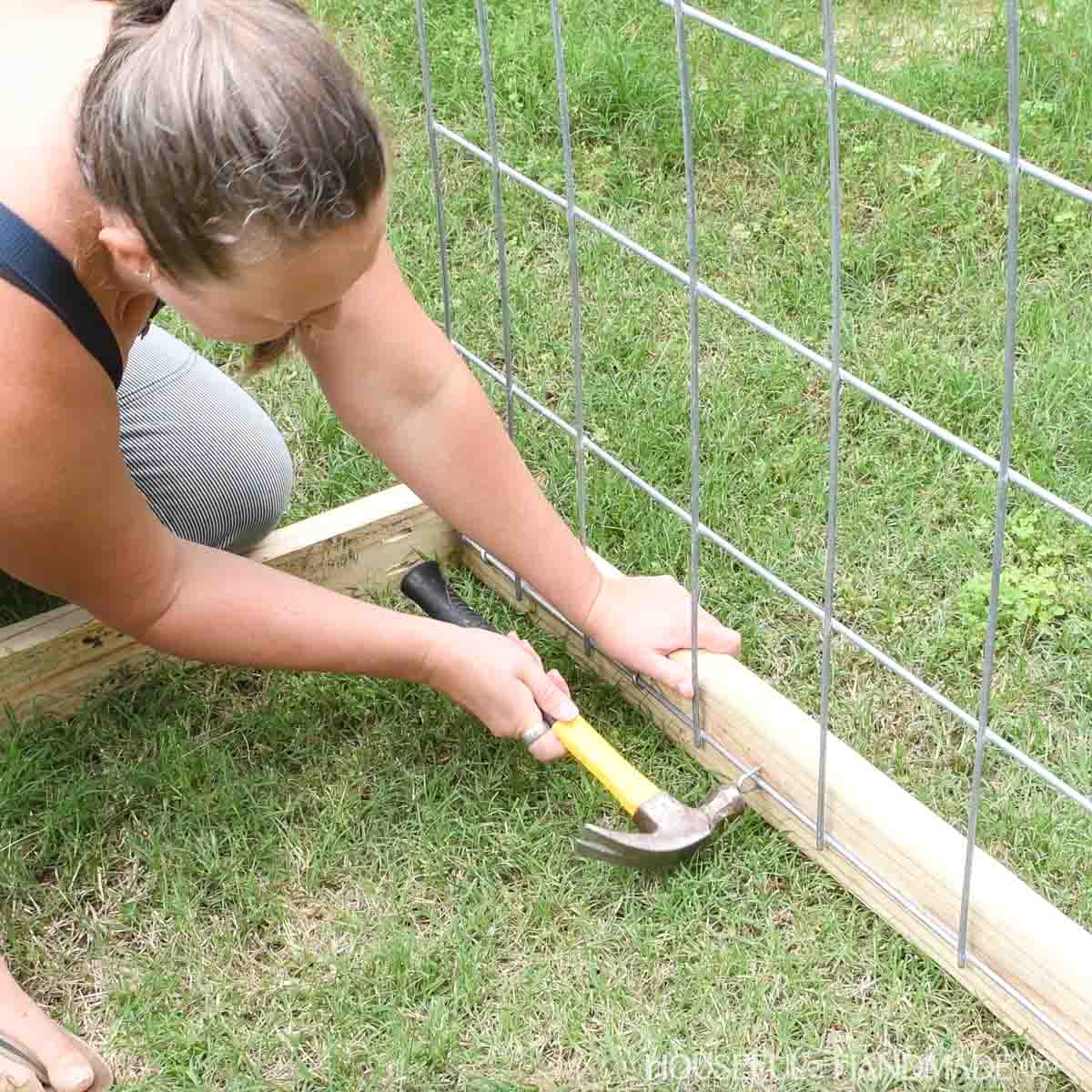 Attaching the bottom of the cattle panels with fencing staples.