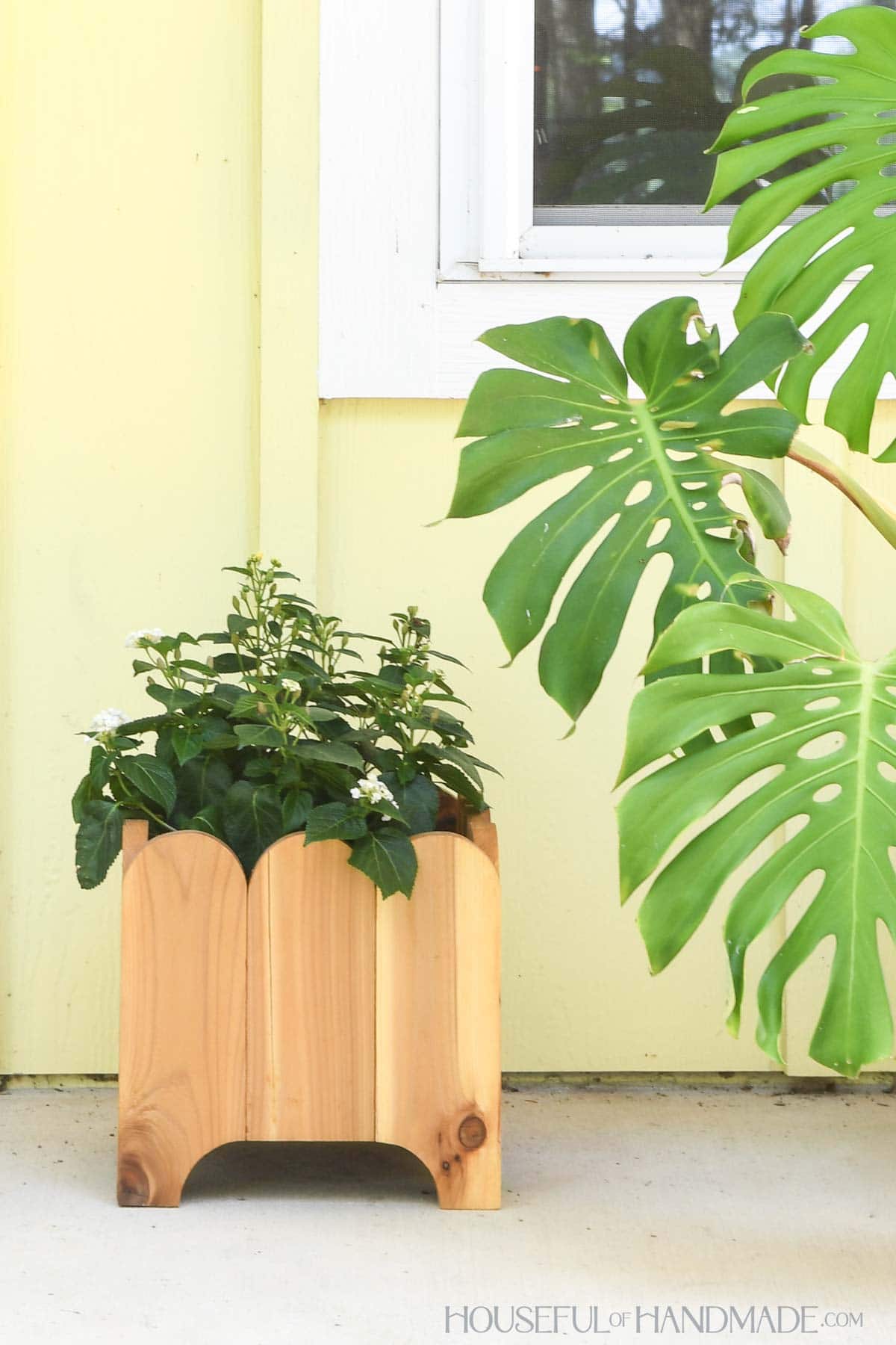 Cedar wood planter with scalloped detail on top and curved legs next to monstera plant. 
